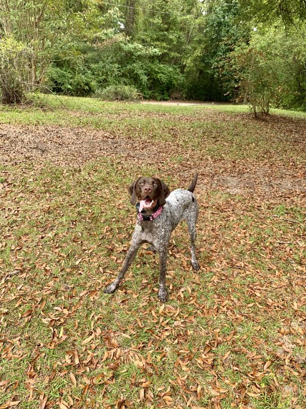 /images/uploads/southeast german shorthaired pointer rescue/segspcalendarcontest2019/entries/11621thumb.jpg
